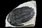 Hollardops Trilobite - Visible Eye Facets #84806-3